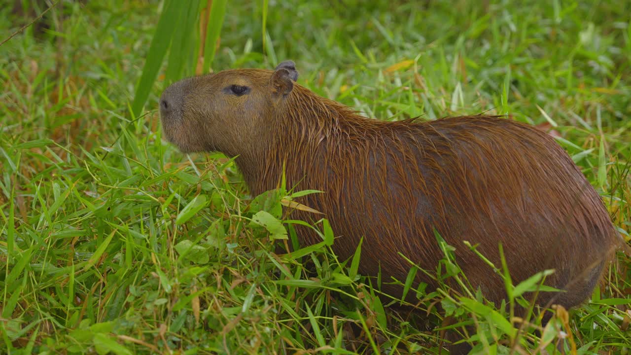 Capybara Sitting in Grassy Marsh as Camera Dollies In
