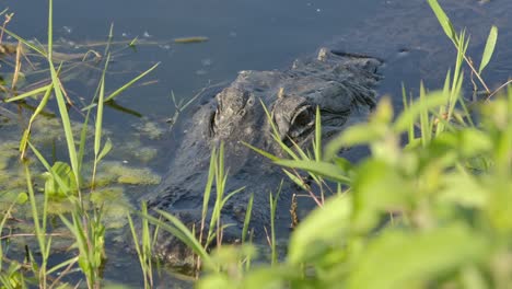 alligator slide from behind plant to reveal sneaky predator