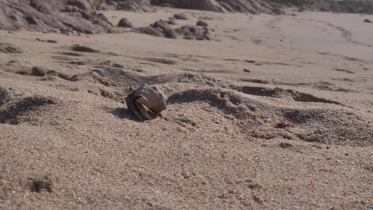 A small hermit crab scuttles across a sun-drenched sandy shore, with rough, rocky formations visible in the distance