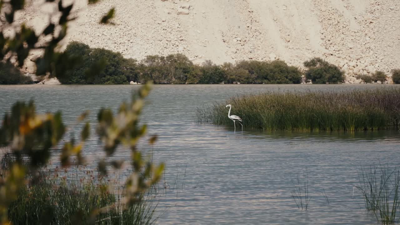 elegantes flamencos vadean a través de aguas serenas