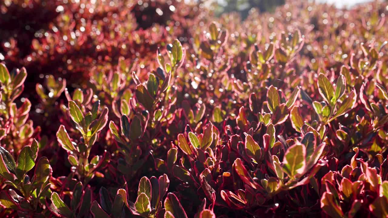 멜버른 공원 에서 빛 으로 빛나는 관목 들 의 클로즈업