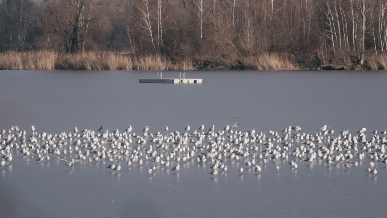 una toma de un lago congelado en el que una gran bandada de gaviotas está descansando