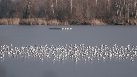 una toma de un lago congelado en el que una gran bandada de gaviotas está descansando