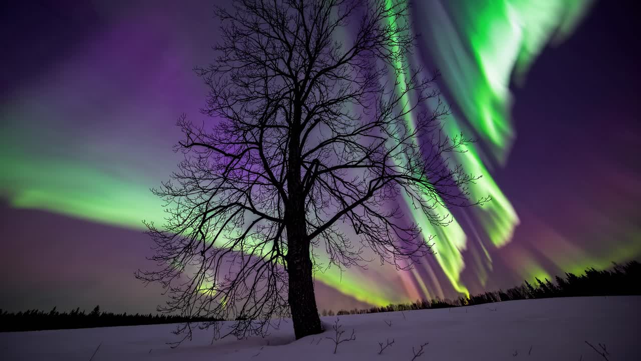 A captivating video frame shows a silhouette of a tree against vibrant northern lights