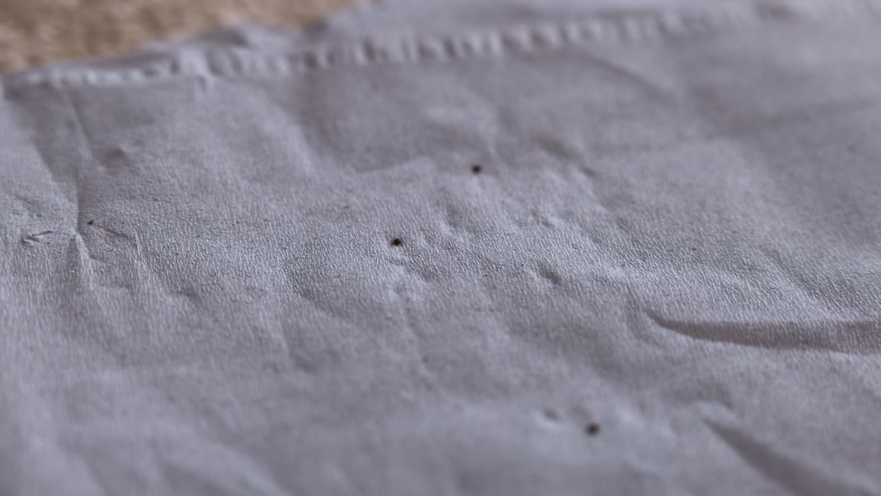 close-up shot of multiple live ticks crawling around after being removed