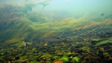 arctic grayling