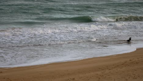 Two-dogs-running-and-playing-in-the-ocean-at-Paradise-Beach,-Gippsland,-Victoria,-Australia,-December-2020