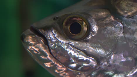 primer plano extremo de un sábalo atlántico, megalops atlanticus, especies de peces con aletas radiadas