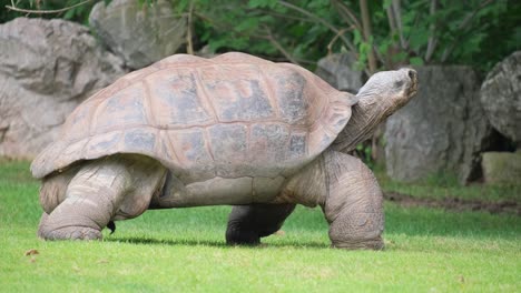 Watch a Majestic Tortoise in a Vibrant Field Showcasing Natures Beauty. Witness the serene journey of a giant tortoise as it gracefully moves through a vibrant green field, showcasing natures beauty and tranquility