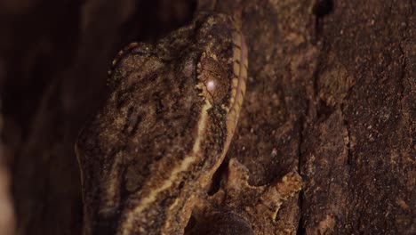 primer plano de gecko camuflado contra madera lamiendo su globo ocular limpio