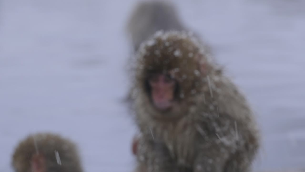 A baby monkey walking around in the snow near hot springs