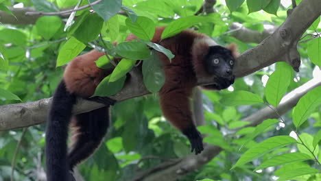 endangered red ruffed lemur lying flat on tree branch