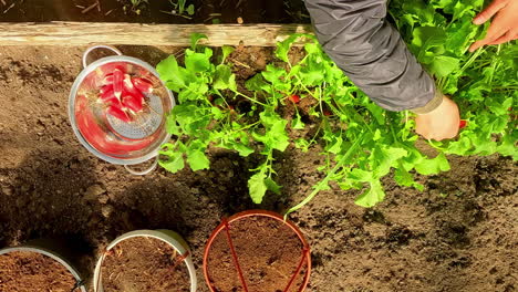 Top-down-close-up-of-hands-harvesting-radish-in-a-backyard-greenhouse