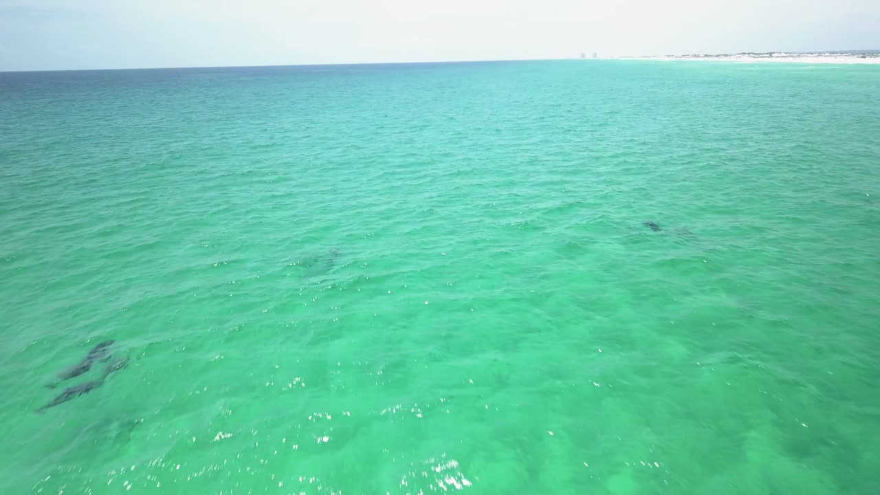 돌고래가 물에서 놀고 있습니다.