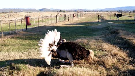 El-Avestruz-Se-Balancea-Y-Se-Golpea-Con-La-Cabeza-En-Los-Costados-Como-Parte-Del-Ritual-De-Apareamiento-En-Oudtshoorn,-Sudáfrica