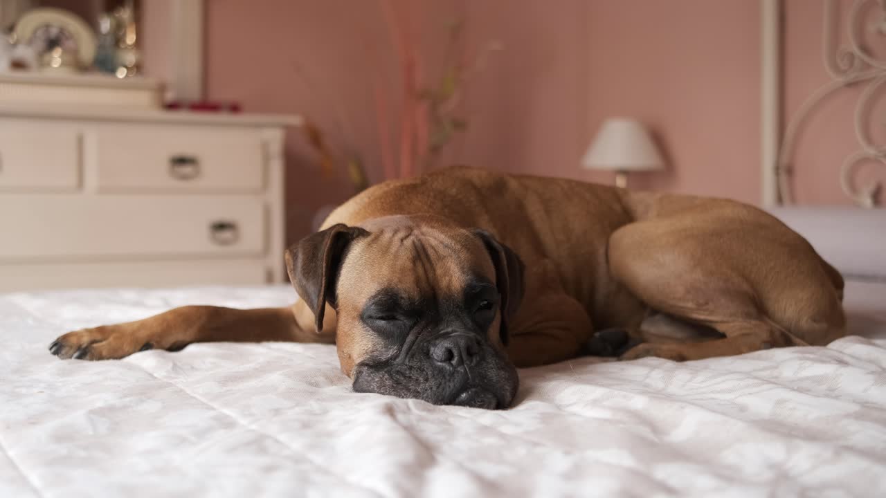 Cute boxer dog lying on cozy bed in bedroom