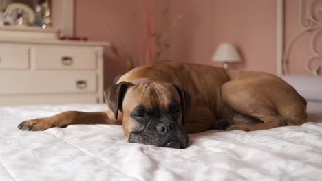 cute boxer dog lying on cozy bed in bedroom