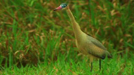 Majestic-multicolored-Whistling-heron-terrestrial-bird-at