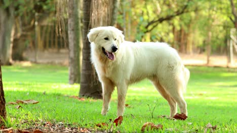 beautiful expressive dog with instincts on high alert noticing something is going on off camera. 4k clip resolution of pure bred dog portrait