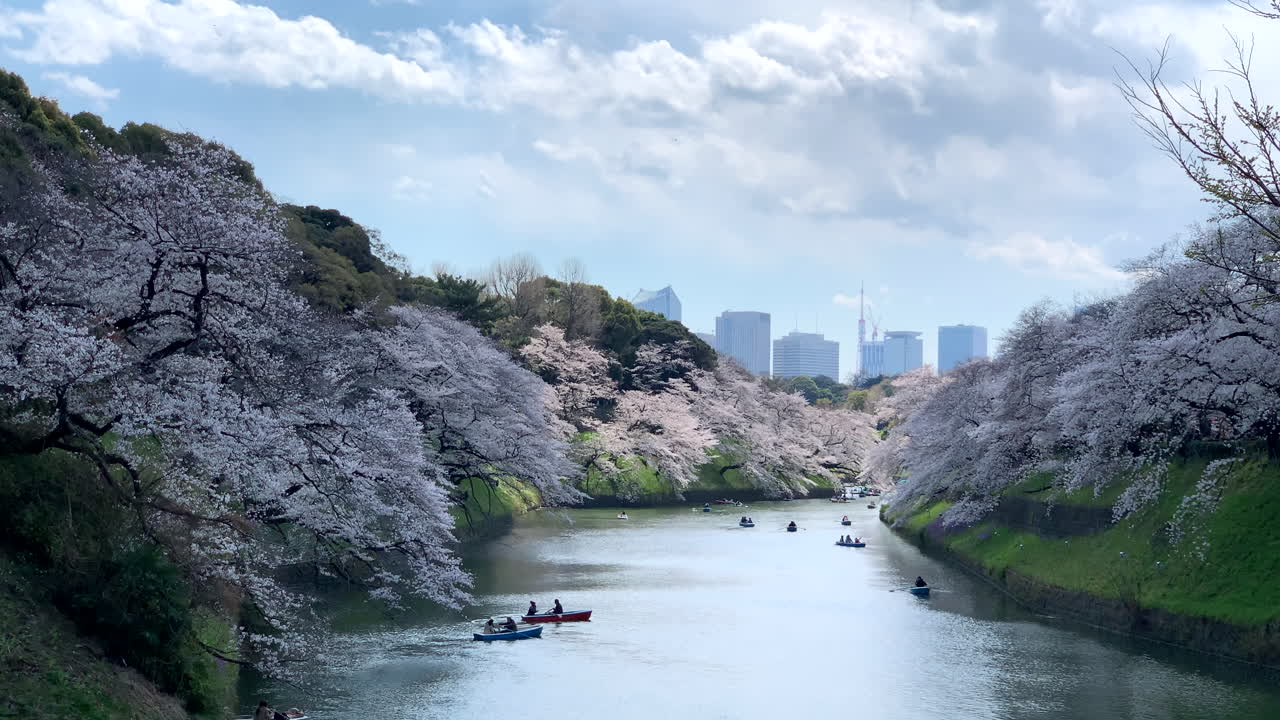 flores de cerezo y botes de remos navegando en el foso del palacio imperial en el parque chidorigafuchi