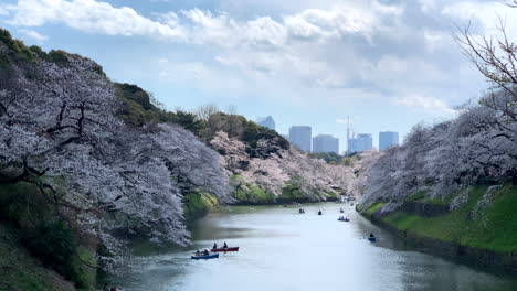 kirschblüten und ruderboote, die auf dem burggraben des kaiserpalastes im chidorigafuchi-park segeln