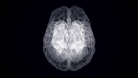 a 3d model of the human brain