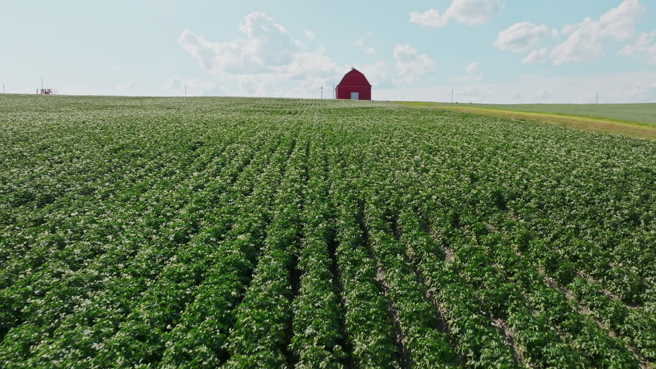 Vibrant Crop Rows Stretching Towards a Red Barn in Rural Maine