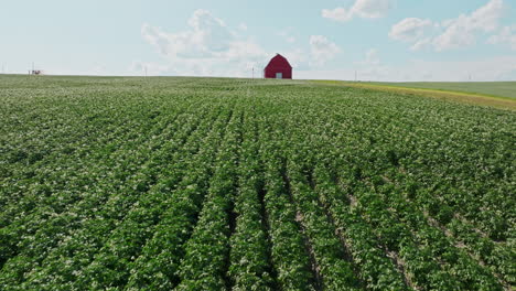 vibrant crop rows stretching towards a red barn in rural maine