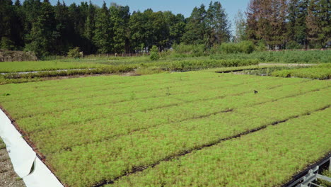 wide plantations planting tree seedlings. growing seedlings of coniferous trees