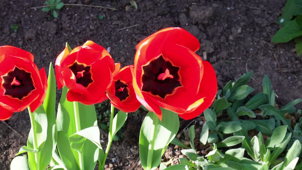 Four beautiful red tulips showing inside the petals moving gently in the wind.
