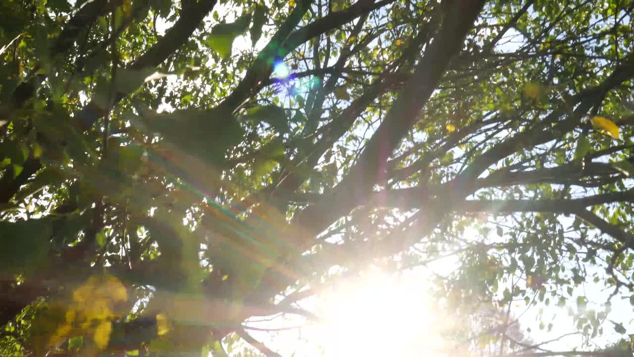 Tree with the sunset going through the leaves.
