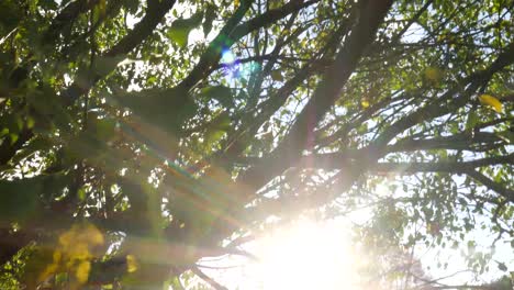 tree with the sunset going through the leaves.
