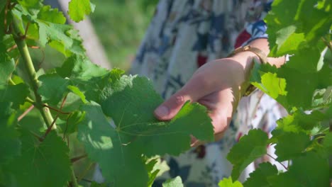 stunning hd footage of a young white caucasian woman gently touching the green leaves with her hand in a vineyard in the heart of prlekija, slovenia