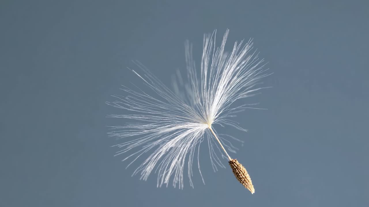 Close-up video of a dandelion seed floating against a clear blue sky, captured from a low angle