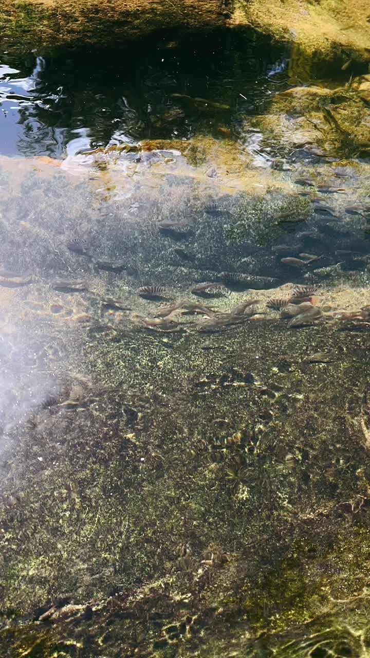 arroyo poco profundo alimentado por un manantial