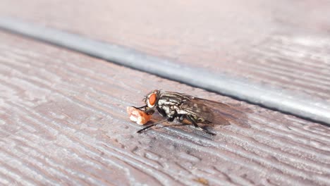 extreme close up of houseflies eating food crumbs on a table