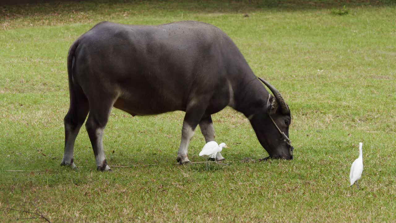 Wide shot of one water buffalo and two egrets in a field during the day in the nature