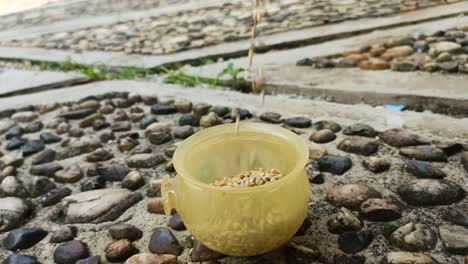 close-up-pouring-bird-food-into-a-bowl