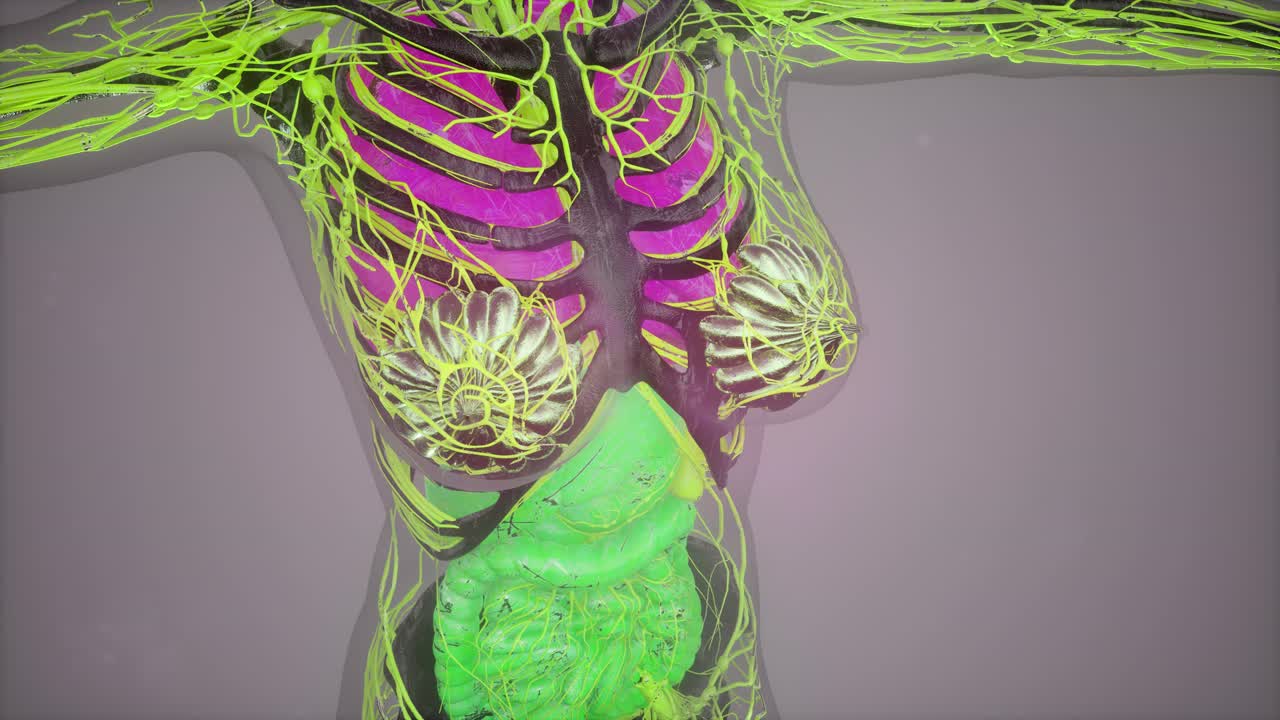 인간 몸 의 해부학 을 보여 주는 모델