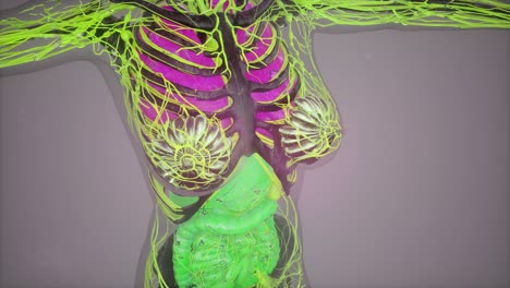 modelo que muestra la anatomía del cuerpo humano ilustración