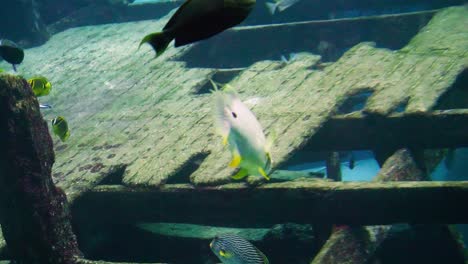 新加坡水族館發現多隻魚在游泳