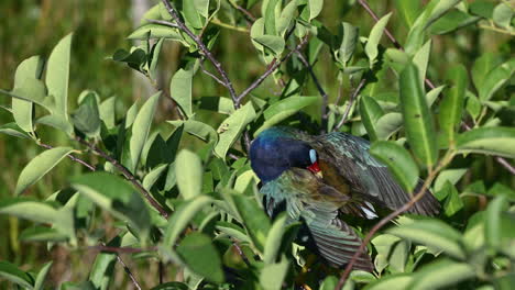 Gallinule-Púrpura-Acicalándose-Plumas-Mientras-Está-Encaramado-En-Un-Arbusto,-Venecia,-Florida