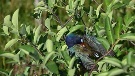 gallinule púrpura acicalándose plumas mientras está encaramado en un arbusto, venecia, florida