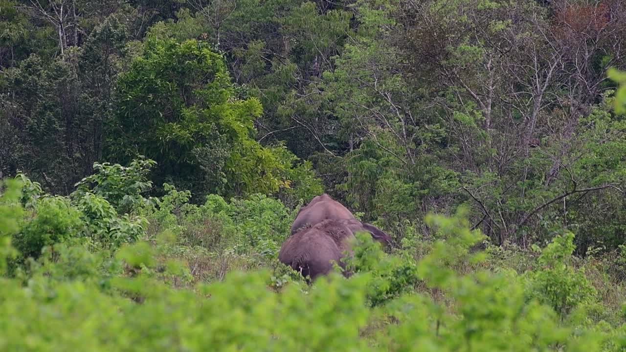 los elefantes asiáticos son especies en peligro de extinción y también son residentes de tailandia