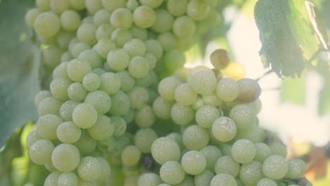 close up of bunches of green grapes on the vine in the sun in vineyard