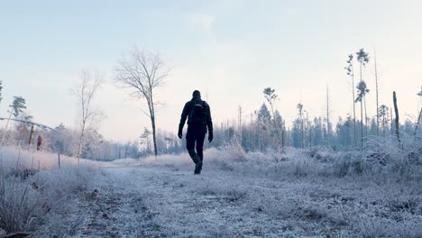 caminata de invierno a través del bosque helado