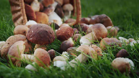 una cesta con apetitosos hongos forestales se encuentra en la hierba verde