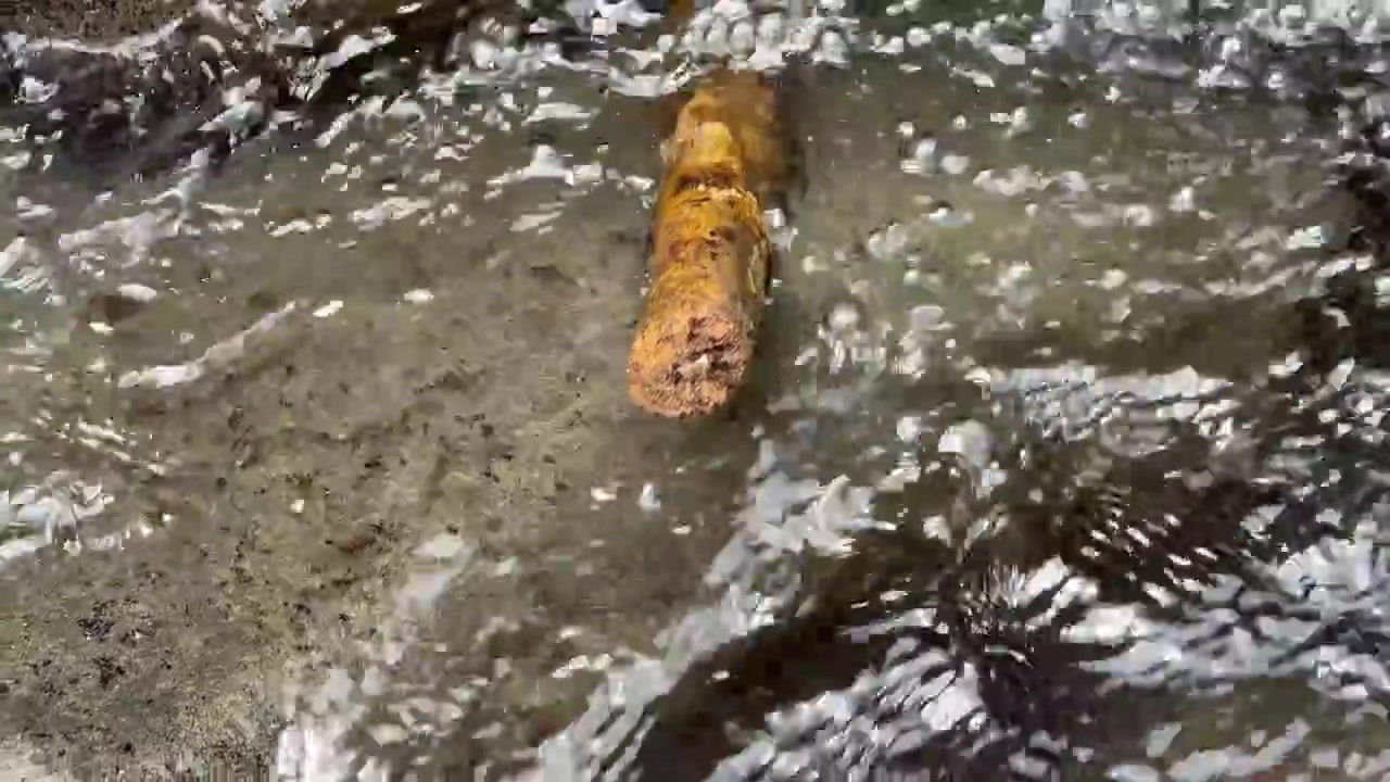 A Wooden Stick Resting in a Shallow Flowing Stream