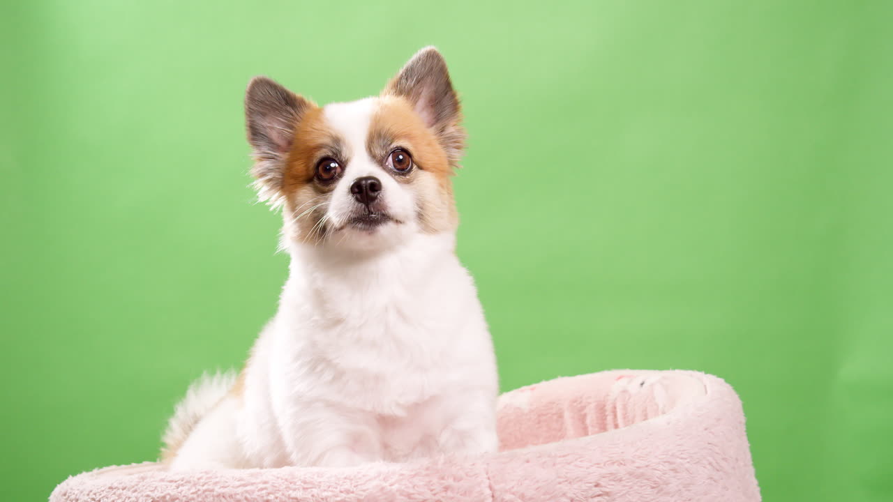lindo perro posando para video en el estudio con fondo de clave de croma-2