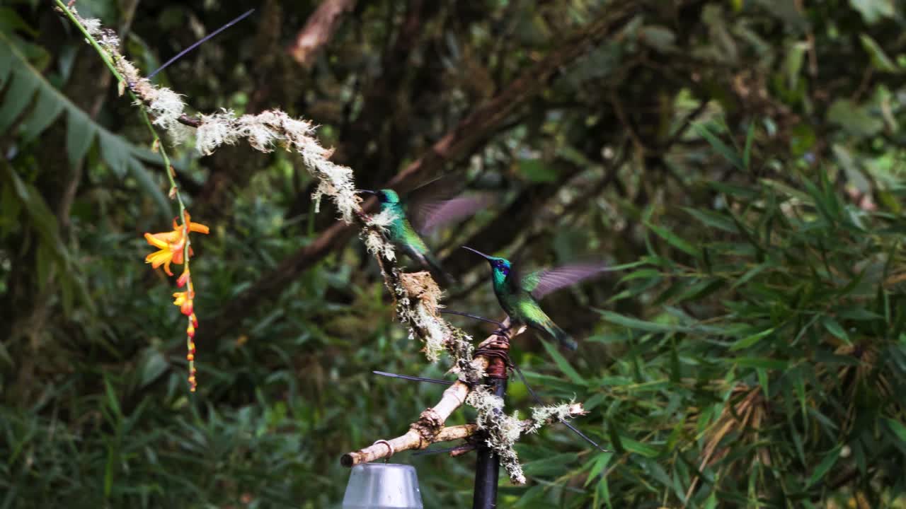Footage of two hummingbirds in Colombia showing tropical bird interaction and feeding behavior in their natural habitat